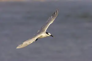 Sandwich Tern In Flight Drucke: Sandwich Tern in flight. Estero Lagoon, florida, USA BI001727