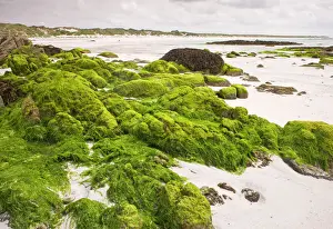 Outer Hebrides Coastline Drucke: Sandy beach with algae-covered rocks at Balranald