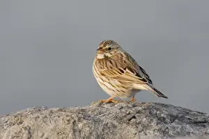 Personal Use Bird Prints Drucke: Savannah Sparrow