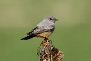 Personal Use Only Prints Drucke: Say's Phoebe