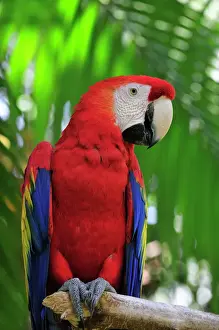 Drucke von SM-2219 Rotkäufer von der Arke Zoologischer Garten für Wildtierpflege Kostarika Ara macao Stefan Meyer Beachten Sie Bilder Datiert 2008 Juni: Rote Pfauke
