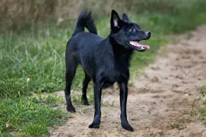 Drucke von Me 2044 Hund - Schipperke oder Spitzke Johann De Meester Bitte beachten Sie, dass die Drucke nur für persönliche Anzeigezwecke gedacht sind und irgendeine Form der Wiedergabe nicht erlaubt ist Schipperke Drucke: Schipperke oder Spitzkie