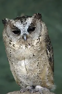 Scops Owl