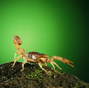 Ardea Wildlife Prints For Home Decor Drucke: Scorpion