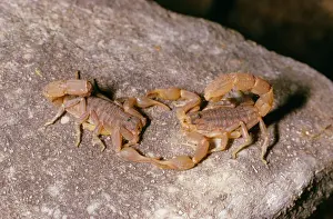 Arachnid Wildlife Photography Drucke: Scorpions - mating dance