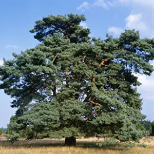 Large Coniferous Trees Drucke: Scots Pine - mature