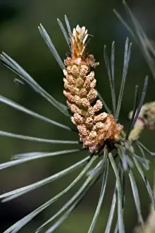 Pinus Sylvestris Images Drucke: Scots Pine Tree - cone