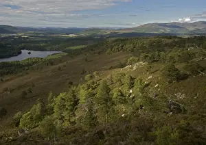 Pinus Sylvestris Images Drucke: Scots Pine trees