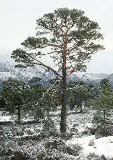 Skotsche Tanne - im Winter Kaledonische Tannenwaldung am Spey-Tal in Schottland