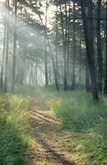 Pinus Sylvestris Images Drucke: Scots Pine wood and path