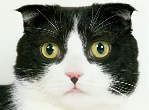 Schottischer Falke Katze