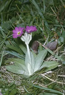 European Flower Species Drucke: Scottish Primrose