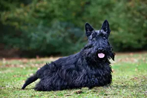 Drucke von ME-2046 Hund - Schottischer Terrier auch als Aberdeen-Terier von Johan De Meester Beachten Sie, dass die Drucke nur für persönliche Anzeigezwecke gedacht sind und nicht reproduziert werden dürfen Scottish Terrier Drucke: Schottischer Terrier