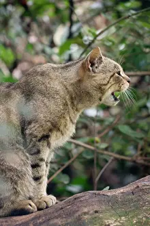 Wildlife Photography Drucke: Scottish Wildcat - snarling