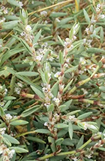 White Flowers In Nature Drucke: Sea Knotgrass