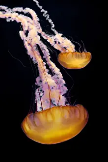 Meeresnatterton – Verbreitung: Kalifornien bis Alaska – Aleutische Inseln – Beringsee – Japan – Hauptweise an Küste. Fotografiert im Monterey Bay Aquarium, Monterey (Kalifornien), Vereinigte Staaten