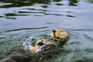 California Wildlife Drucke: Sea Otter - Using tool cracking clam on rock. California, USA Mo84