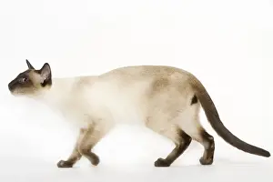 Jean Michel Labat Artist Drucke: Seal Point Siamese Cat