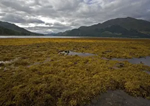 Fucus Vesiculosus Drucke: Seaweed
