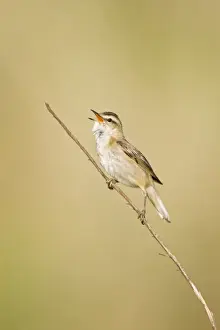 British Bird Species Pictures Drucke: Sedge Warbler In typical springtime posture singing from a dry sedge stem