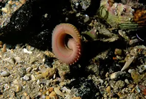 Australian Ocean Creatures Drucke: Segmented worm, Eunice sp. a Segmented worm moving into a burrow