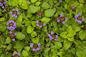 Purple Flowers UK Drucke: Self-heal