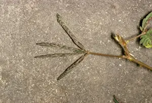 Mimosa Pudica Drucke: Sensitive Plant - after touching, sequence (2 of 2)