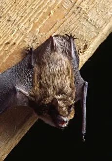 Serotine Bat
