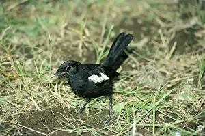 Wildlife Prints For Sale Online Drucke: Seychelles Magpie Robin