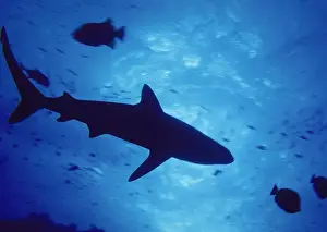 Shark Underwater Photography Drucke: Shark and fish underwater - Underside view