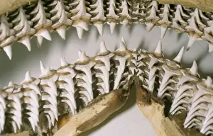 Drucke von PM-9069 Zahnfleisch und Rachen von Odontaspis Pat Morris Bitte beachten Sie, dass die Drucke nur für persönliche Ausstellungszwecke gedacht sind und nicht reproduziert werden dürfen Hai Drucke: Zahnfleisch und Gurgelbiss