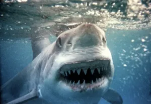Großer Weißer Hai VT 2255 (m) Unterwasser Näherung des Kopfes und offener Mund - Südaustralien Carcharodon carcharias Urheber: Ron & Valerie Taylor / ARDEA LONDON