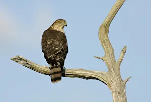 Sharp-shinned Hawk