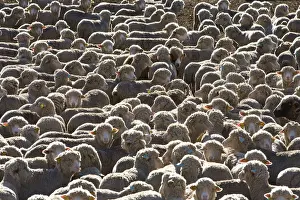 Agricultural Landscape Pictures Drucke: Sheep - close-up of flock