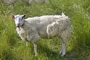 Farm Animals Photography Drucke: Sheep with long wool