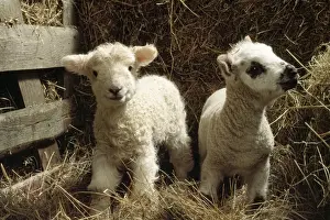 Personal Display Artwork Drucke: Sheep - x2 lamds