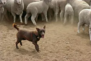 Die Kelpies Drucke: Rinderhund: Kelpie hilft bei der Musterung von Schafen