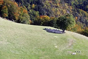 M Watson Wildlife Photographer Drucke: Sheeps - sheltering in the shadow of a tree. Drome Rhone-Alpes France