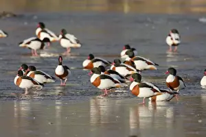 Ornithology Pictures Drucke: Shelduck - on ice - UK