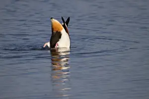 Avian Wildlife Drucke: Shelduck - upending - Cornwall - UK