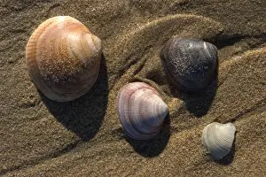 Mollusc Shells Drucke: Shells - on beach. Thousands of mollusc shells are cast-up by waves each day