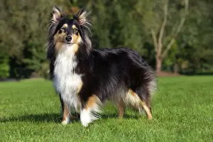 Long Haired Dogs Drucke: Sheltie