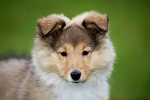 Scheltehundpup