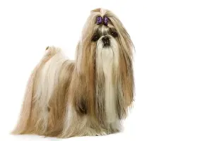 Pet Lover Home Decor Ideas Drucke: Shi-Tzu