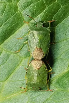 UK Insects Drucke: Shield Bug Pair mating, UK