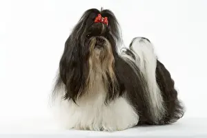 Personal Use Prints Available Drucke: Shih-tzu