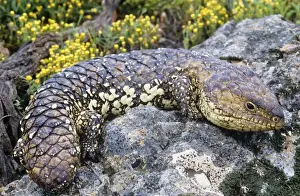 Australian Lizards Drucke: Shingleback Lizard Australia