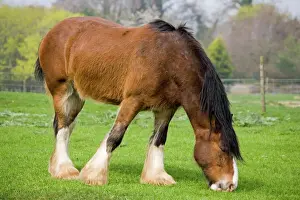 Shire Horse Drucke: Stierpferd - Weiden