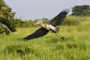 Drucke von WAT-13081 Stiefvogel Zambien Afrika Balaeniceps rex M. Watson Bitte beachten Sie, dass die Drucke nur für persönliche Anzeigezwecke gedacht sind und nicht reproduziert werden dürfen Störche Drucke: Shoebill