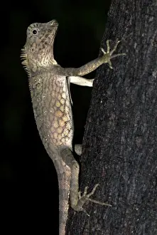 Geoff Trinder Photography Drucke: Short-crested Forest Dragon on tree trunk, Danum Valley, Borneo